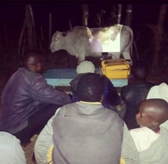 a group of people are gathered around a table at night, watching a cow standing on the table. A bright light shines on the…