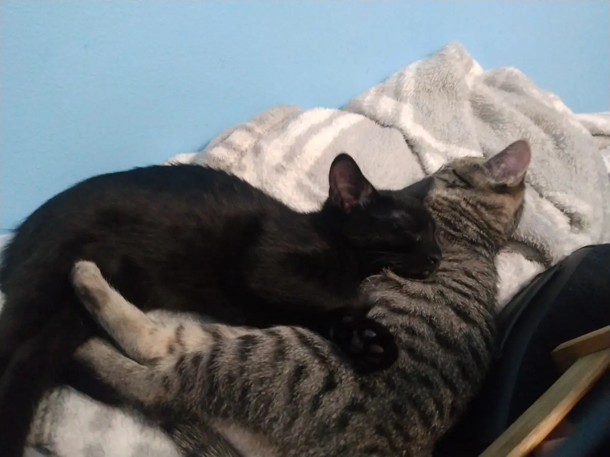 Two cats are curled up together on a gray blanket against a blue wall, appearing to be asleep. One black cat is lying on top…