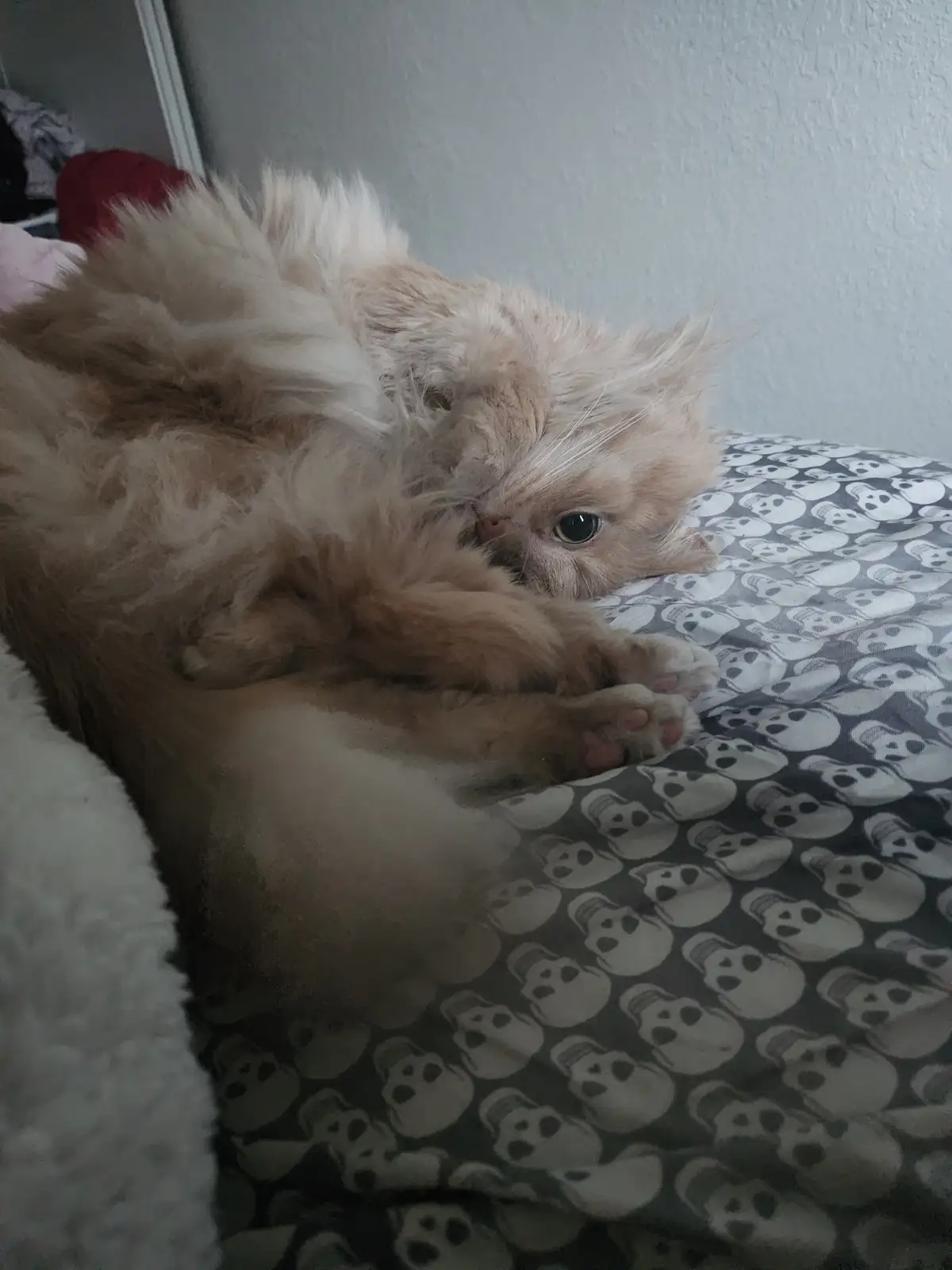 A fluffy, light-colored cat is lying on its back on a skull-patterned blanket, one paw raised, looking directly at the…