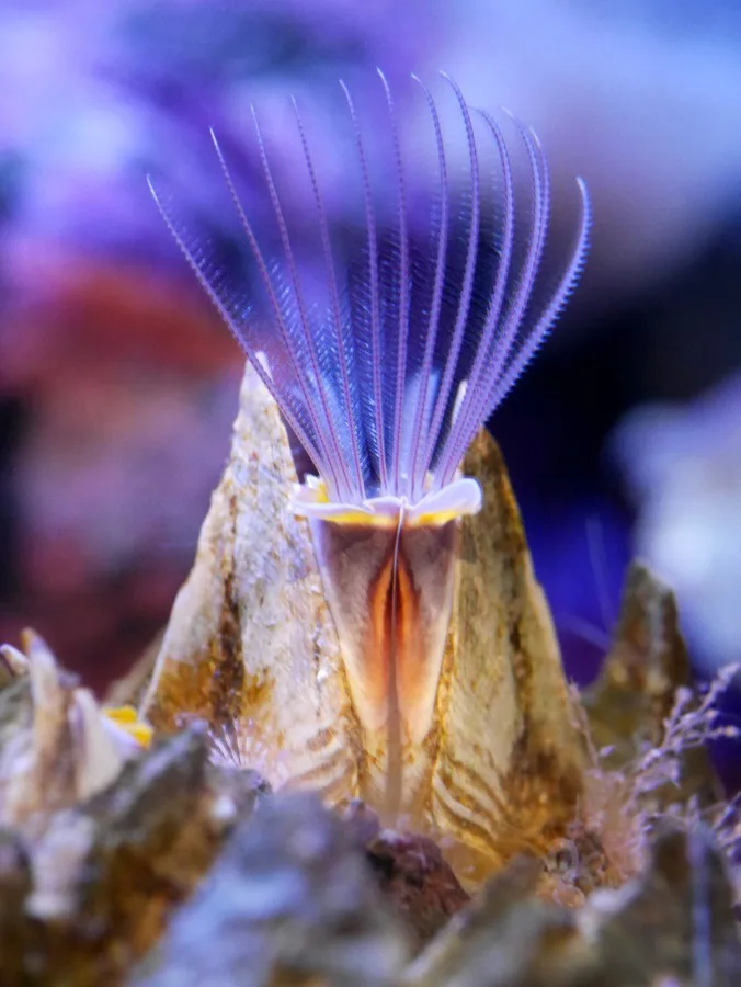 A close-up photograph of a marine worm, likely a feather duster worm, with delicate, feathery appendages fanned out from its…