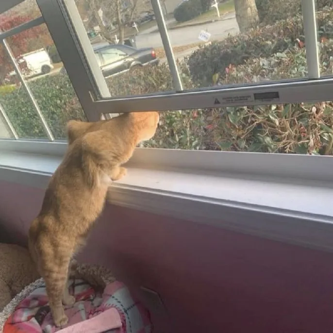 An orange tabby cat stands on its hind legs on a pink and white blanket, pressing its head against a window frame while…