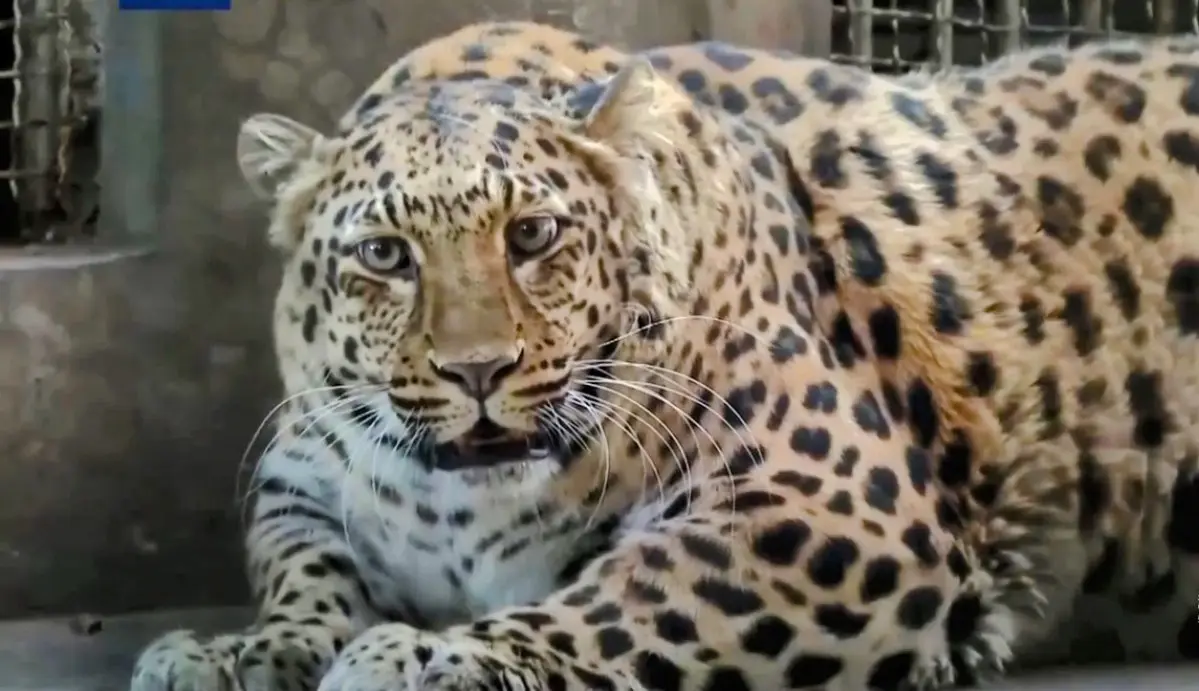 Who Doesn't Love a Well-Fed Leopard?