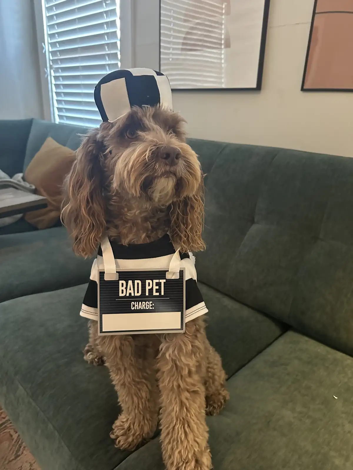 A fluffy brown dog sits on a green couch wearing a black-and-white striped outfit and a matching cap, with a sign around its…