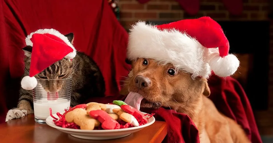 A brown dog wearing a red Santa hat licks a plate of Christmas cookies while a tabby cat in a matching hat drinks milk from…