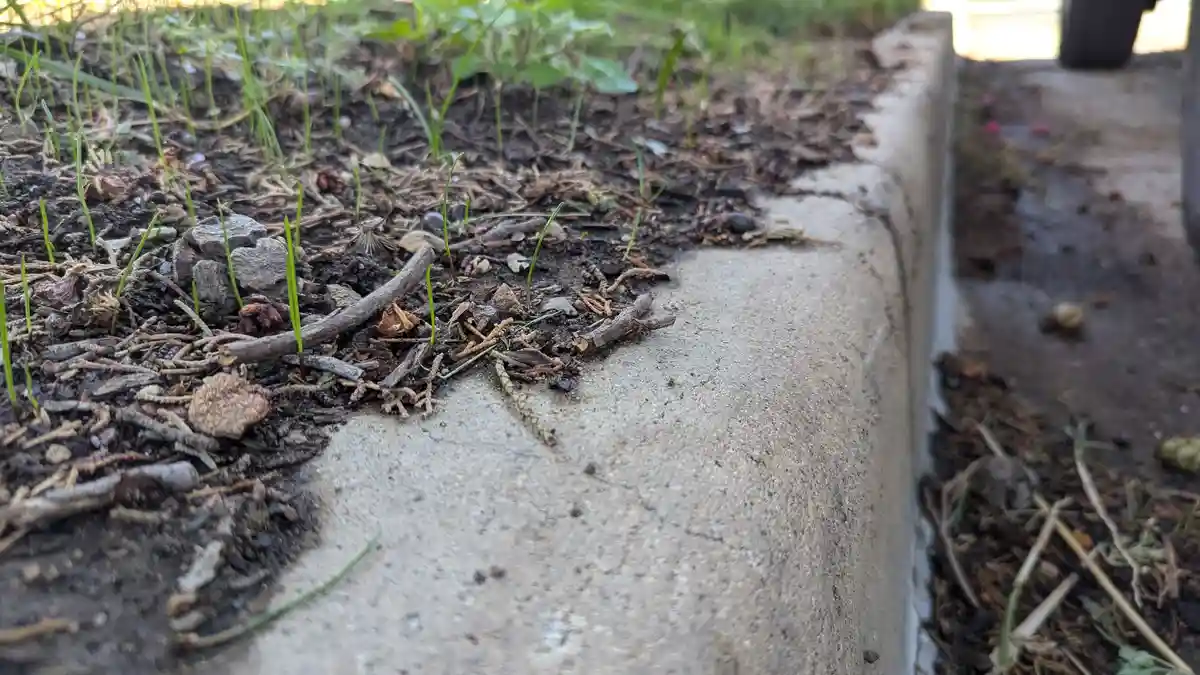 A close-up photo shows small green sprouts pushing through soil next to a concrete curb, with scattered twigs and debris…