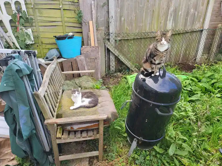 Two cats are in a cluttered backyard: one lounges on a mossy wooden bench, the other sits atop a black charcoal grill. The…