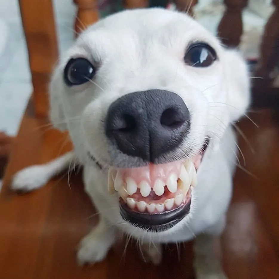 A close-up photo of a white dog looking directly at the camera with its mouth wide open, revealing its teeth and gums. The…