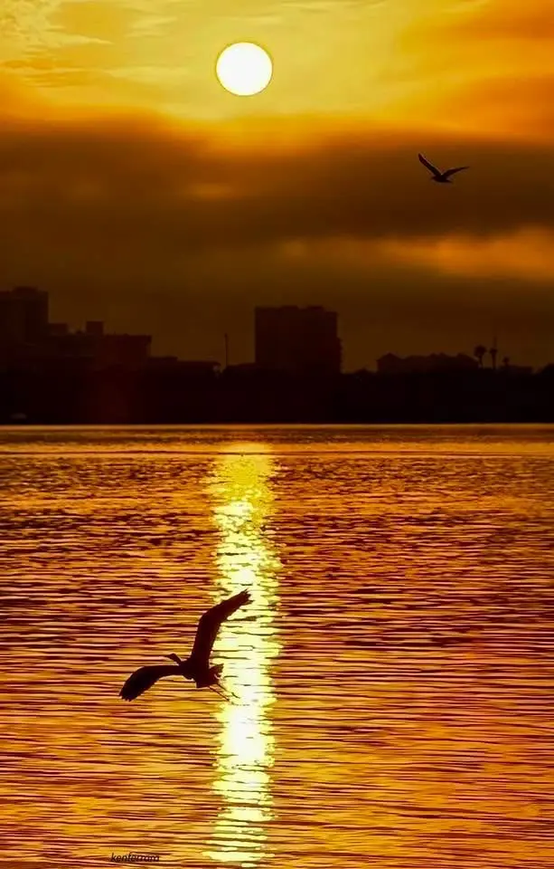 A serene sunset over water with a city skyline in the distance, featuring a bird silhouetted in flight near the sun's…