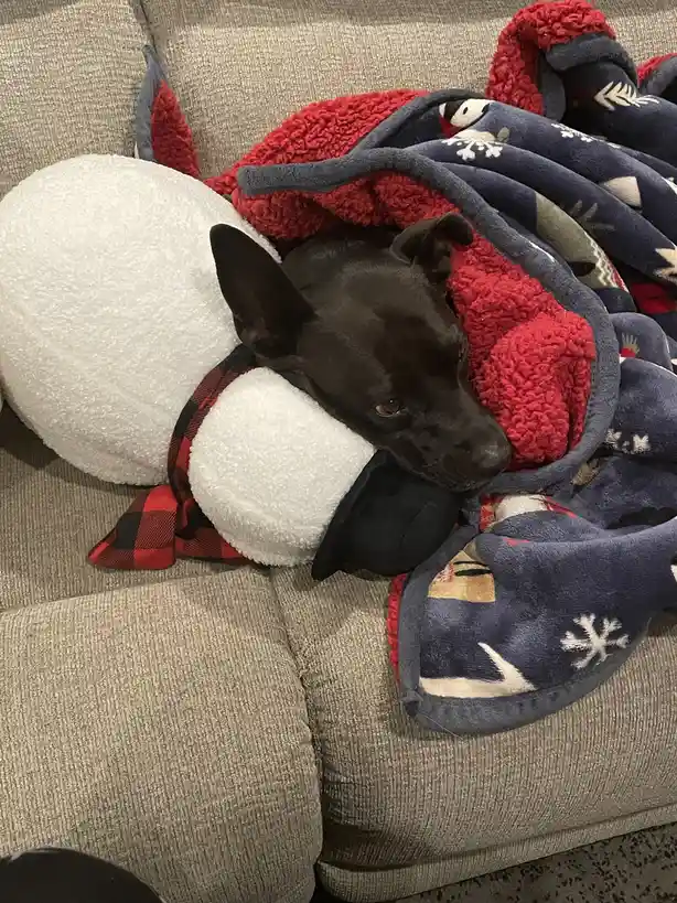A black dog is resting its head on a white plush sheep toy while partially covered by a red and blue patterned blanket on a…