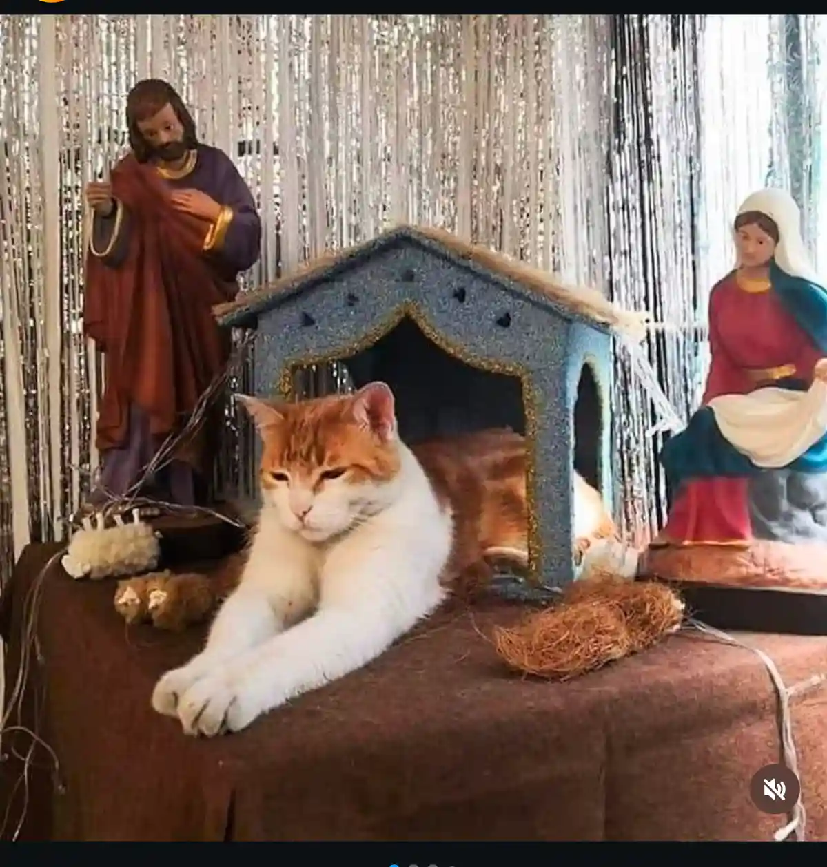 An orange and white cat lounges regally in front of a small blue manger, flanked by statues of Jesus and Mary from a…