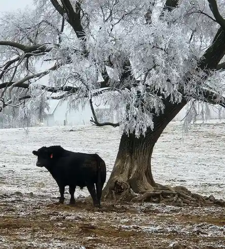 Meet the Cow: The Gentle Giant of the Farm