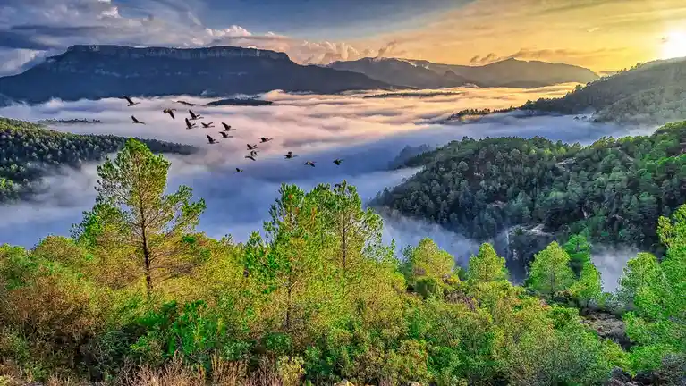 A breathtaking landscape photo shows a flock of birds flying in formation over a valley blanketed in thick, golden-hued fog…