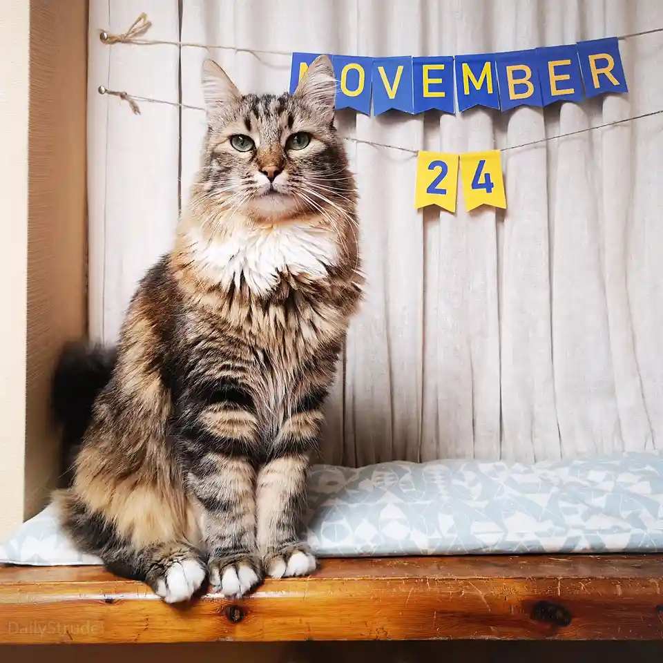Mark Your Calendars: November 24