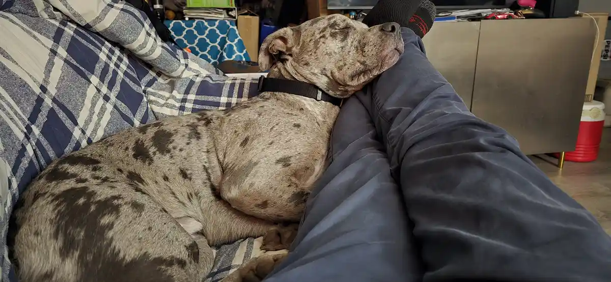 A large, spotted dog with a black collar is sleeping soundly with its head resting on a person's lap, who is wearing blue…