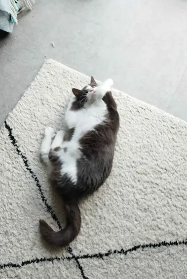 a gray and white cat lies on its back on a light-colored rug with black geometric patterns, paws up, looking relaxed. The…