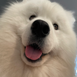 A close-up photo of a fluffy white dog with its mouth open and tongue out, looking directly at the camera. The image has…