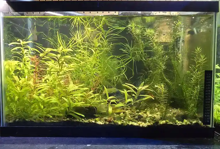 A well-lit aquarium filled with lush green aquatic plants and small gravel, with a thermometer on the right side showing…