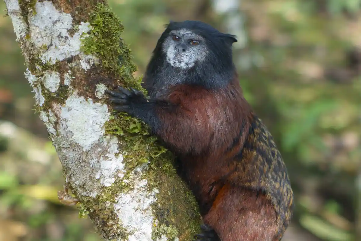 Introducing the Catmonkey: the cutest hybrid you'll ever see!