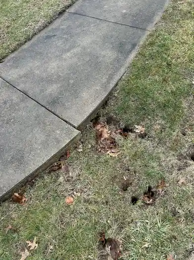 A close-up photo shows a concrete sidewalk bordering a patch of grass with several small holes, some filled with dry brown…