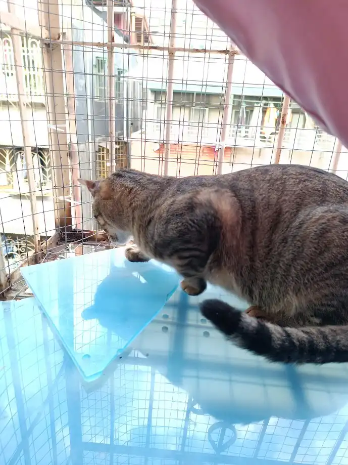 A tabby cat is seen from behind, standing on a blue plastic surface inside a wire mesh enclosure, looking down at a…