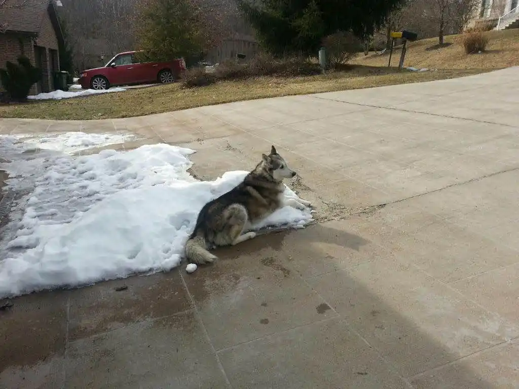 A husky dog is lying down on a patch of melting snow next to a concrete driveway, with a red car and houses visible in the…