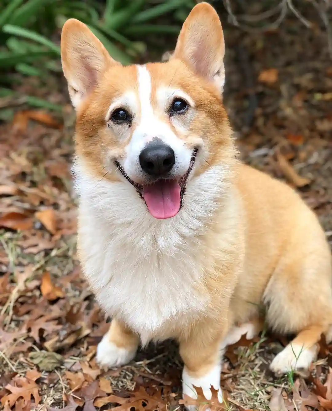 A happy-looking corgi with tan and white fur sits on a bed of fallen leaves, its mouth open in a wide, joyful grin with its…