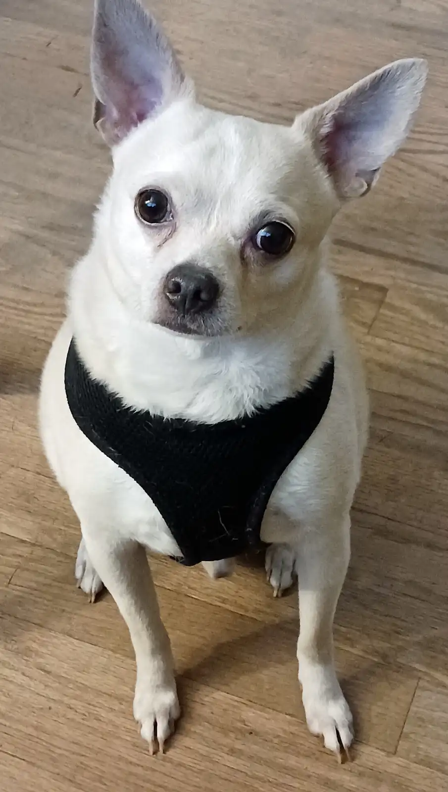 Meet Peanut the Chihuahua!