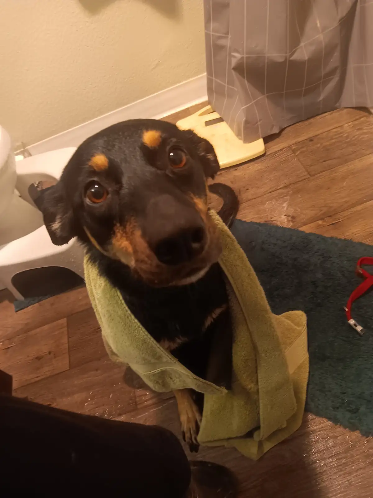 A black and tan dog with large, pleading eyes sits on a wooden bathroom floor wrapped in a green towel, looking up at the…