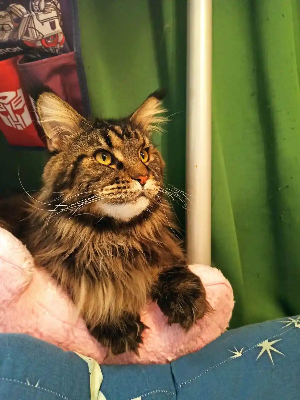 A fluffy brown tabby cat with bright yellow eyes sits regally on a pink cushion, looking upward with a stern, unimpressed…