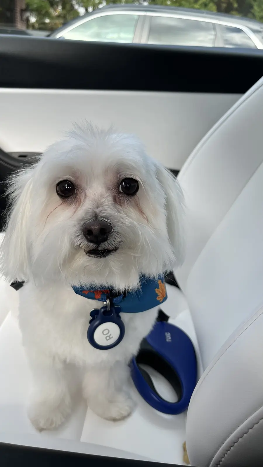 A small white fluffy dog with dark eyes sits in a white car seat, wearing a blue harness with a tag that reads 'RO'. A blue…