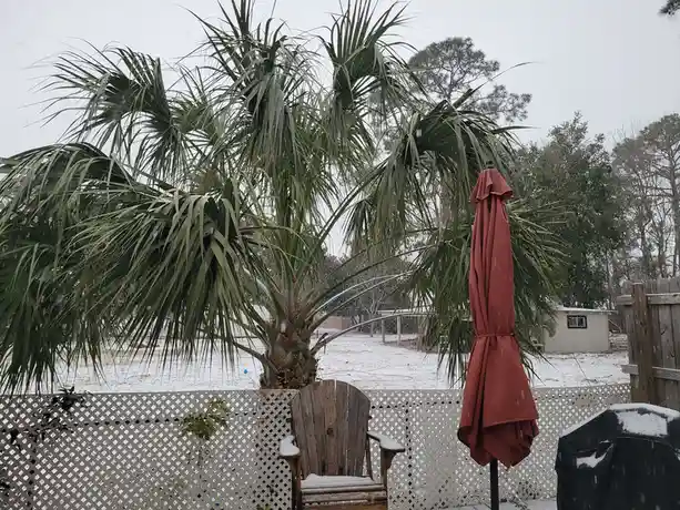A large palm tree stands in a snowy backyard, its fronds dusted with snow, next to a wooden Adirondack chair and a closed…