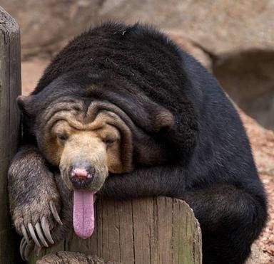 a black bear with a wrinkled face and pink tongue hanging out is leaning its head and front paw on a wooden post, appearing…