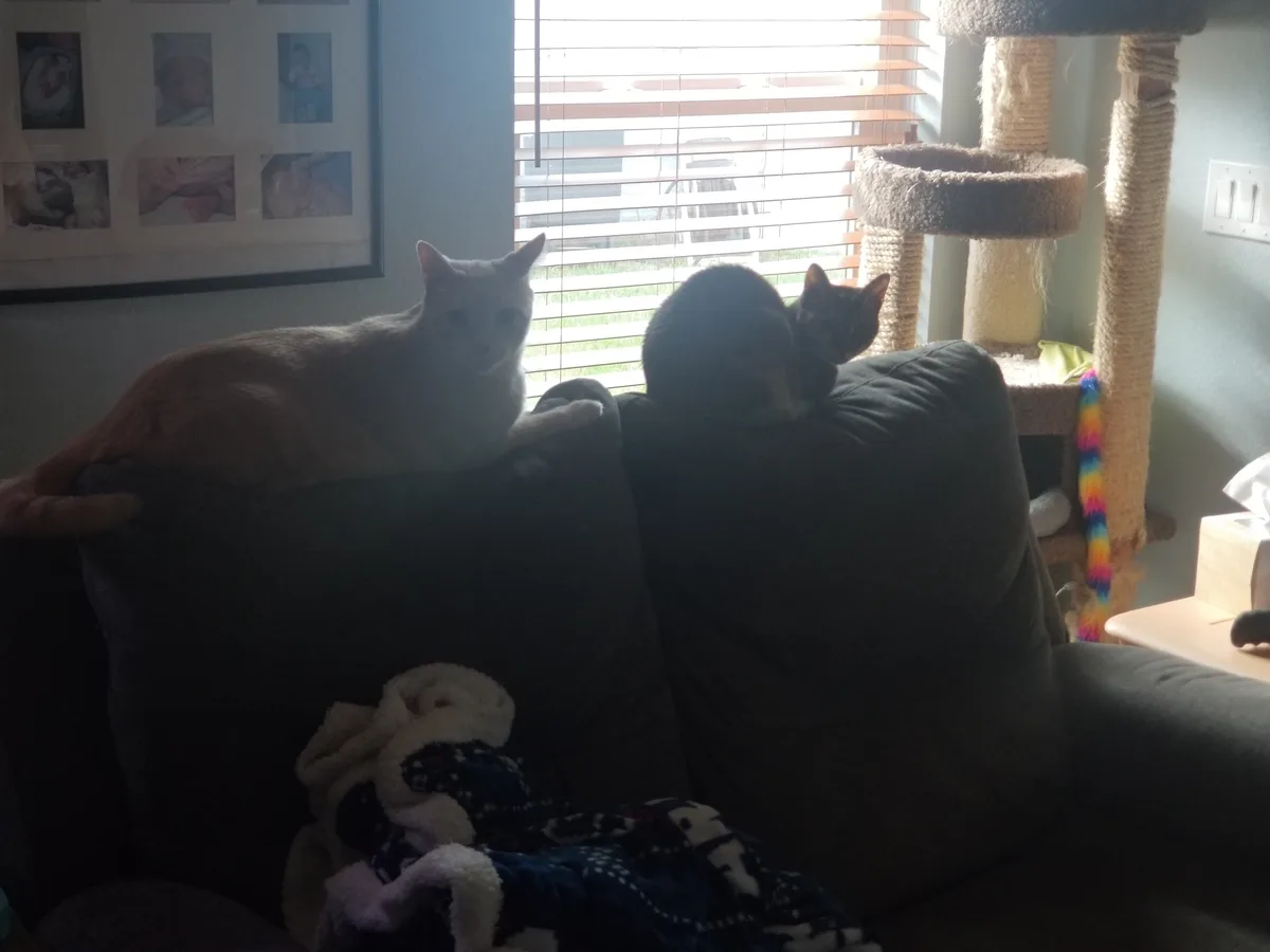 Two cats are lounging on a dark couch in a sunlit room; one light-colored cat sits alertly on the left, while a darker cat…