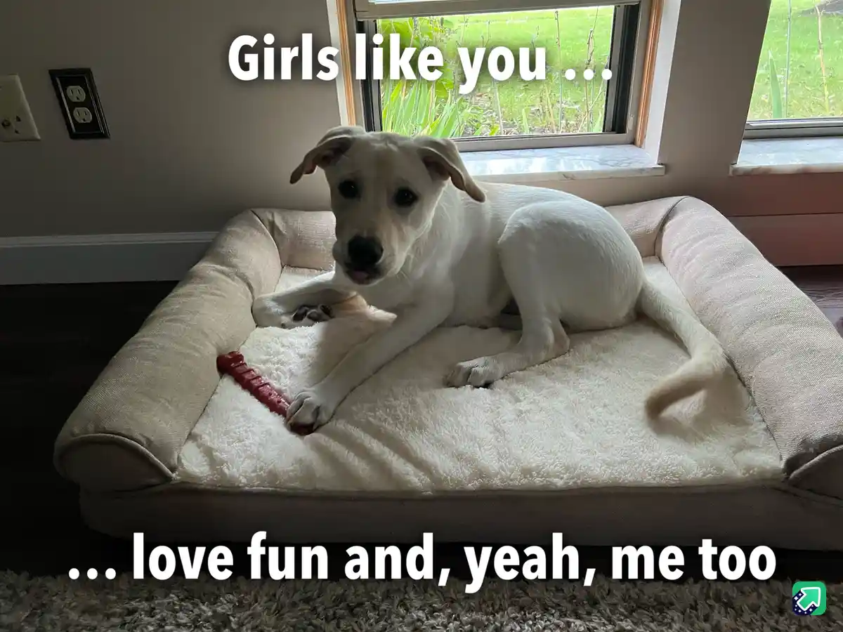 A white dog with floppy ears sits on a beige dog bed indoors, looking directly at the camera with a slightly goofy…