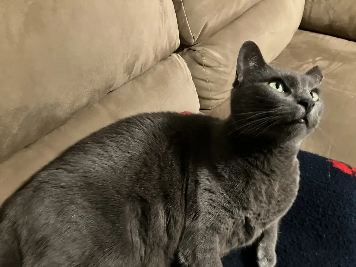 A gray cat with green eyes sits on a brown couch, looking upward with a slightly downturned mouth and an expression of mild…