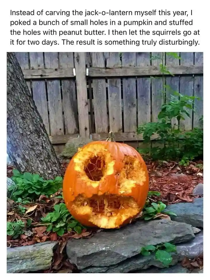 A pumpkin sits on rocks in a garden, its top and sides severely chewed and hollowed out, revealing the insides. The text…