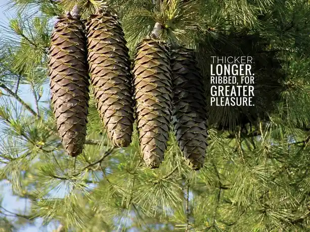Make the Right Choice: Go Pinecone!