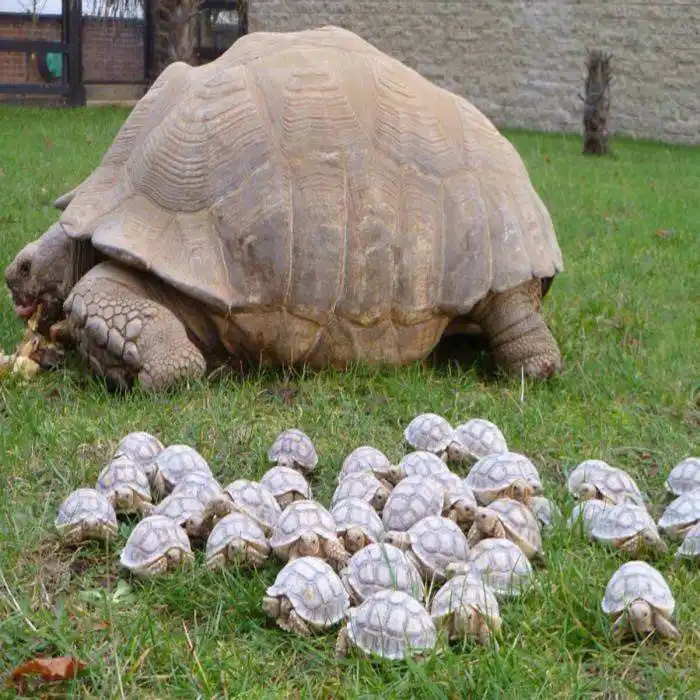 A large adult tortoise is eating on grass while a large group of small baby tortoises are gathered nearby. The image has…