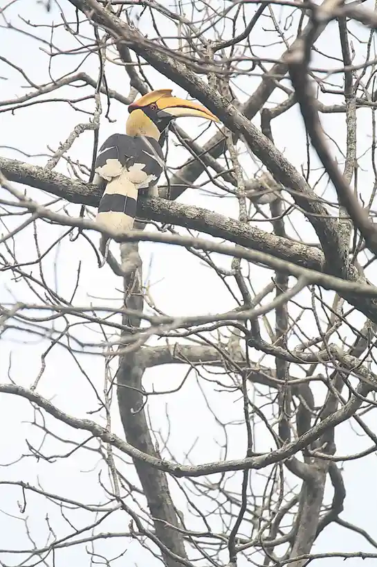 Meet the majestic Great Hornbill!