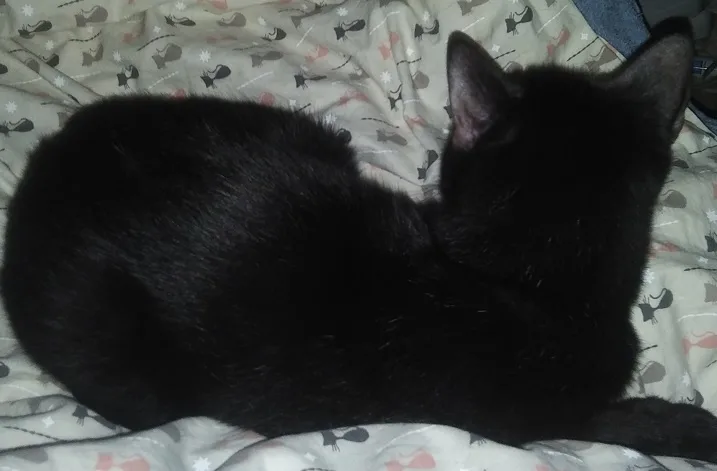 A black cat is curled up and sleeping on a patterned blanket with cat and star designs. The cat's back is to the camera…
