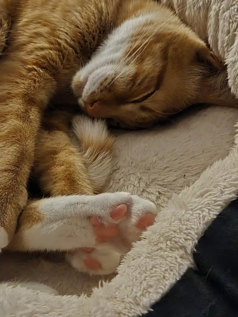 A close-up photo shows a ginger and white cat curled up asleep on a fluffy white blanket, its eyes closed and one paw…