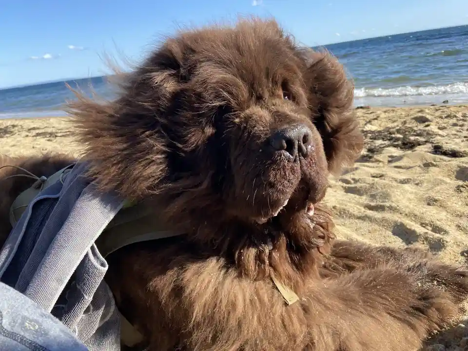 A large, fluffy brown dog with a thick coat and a harness lies on a sandy beach with the ocean and blue sky in the…