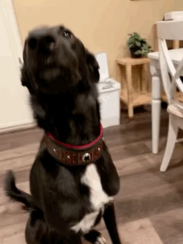 A black and white dog sits in a room with wooden floors and white furniture, looking upward with an intense expression in…