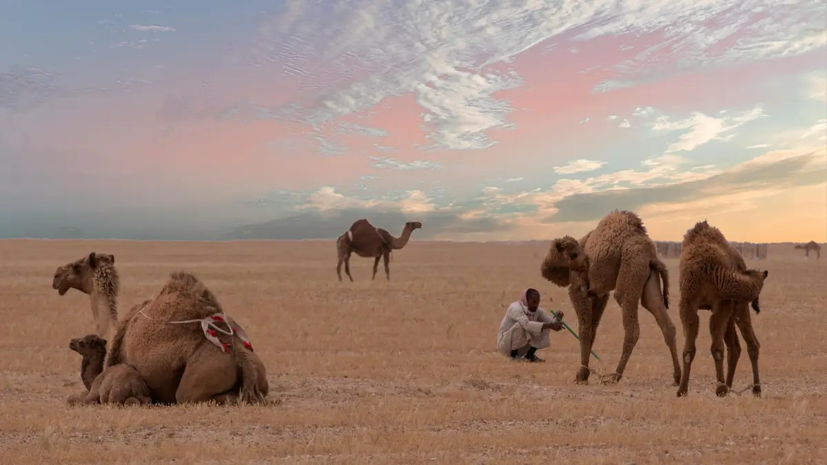 A lone figure stands amidst the dunes, silhouetted against a fiery orange sky, as camels' humps rise like gentle giants…