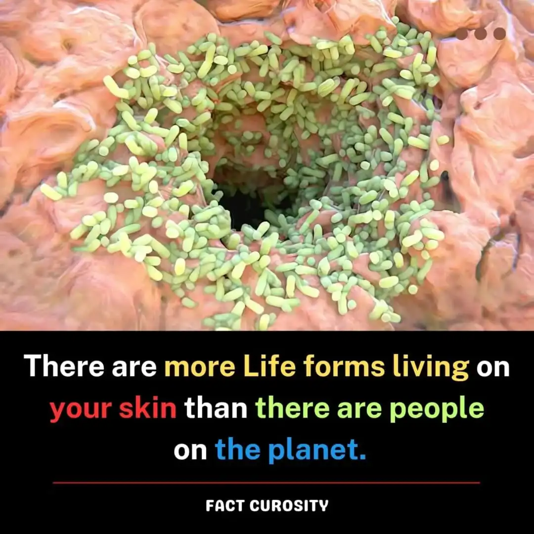 A microscopic image shows green rod-shaped bacteria densely covering pinkish human skin tissue. A black banner at the bottom…
