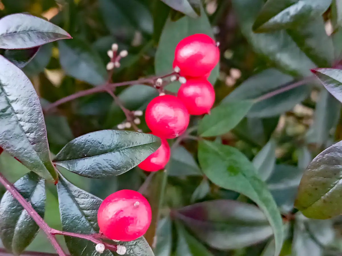 A close-up photo shows glossy, bright red berries clustered on a branch with dark green, waxy leaves. The overlaid text…