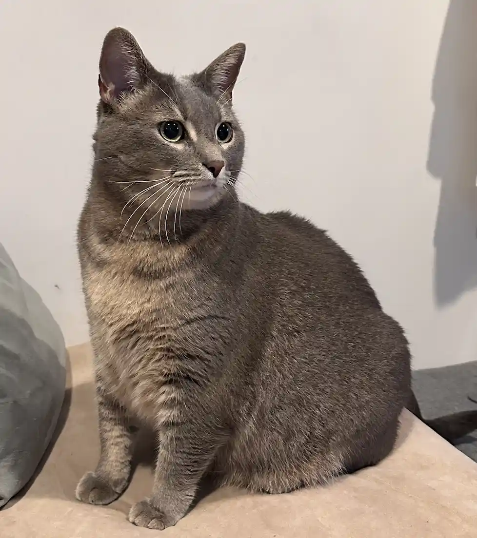 A gray cat sits upright on a beige surface, looking slightly to its right with wide, alert eyes. The cat has a fluffy coat…
