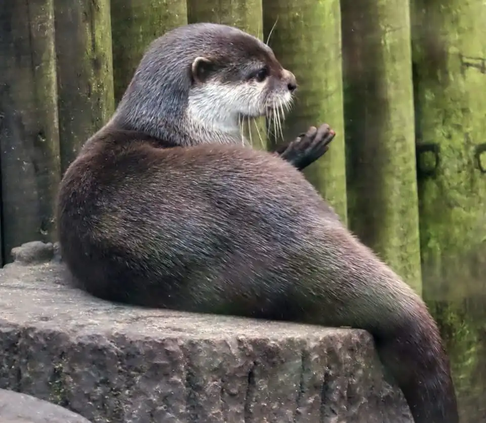 The Charming Otter: Nature's Cutest Creature
