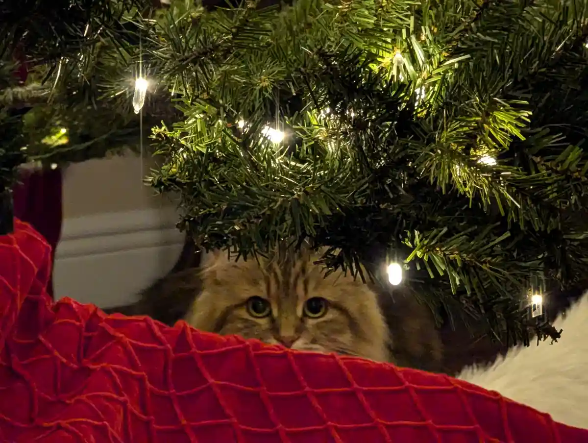 A fluffy tabby cat peeks out from behind a red textured blanket, partially obscured by the green branches of a lit Christmas…
