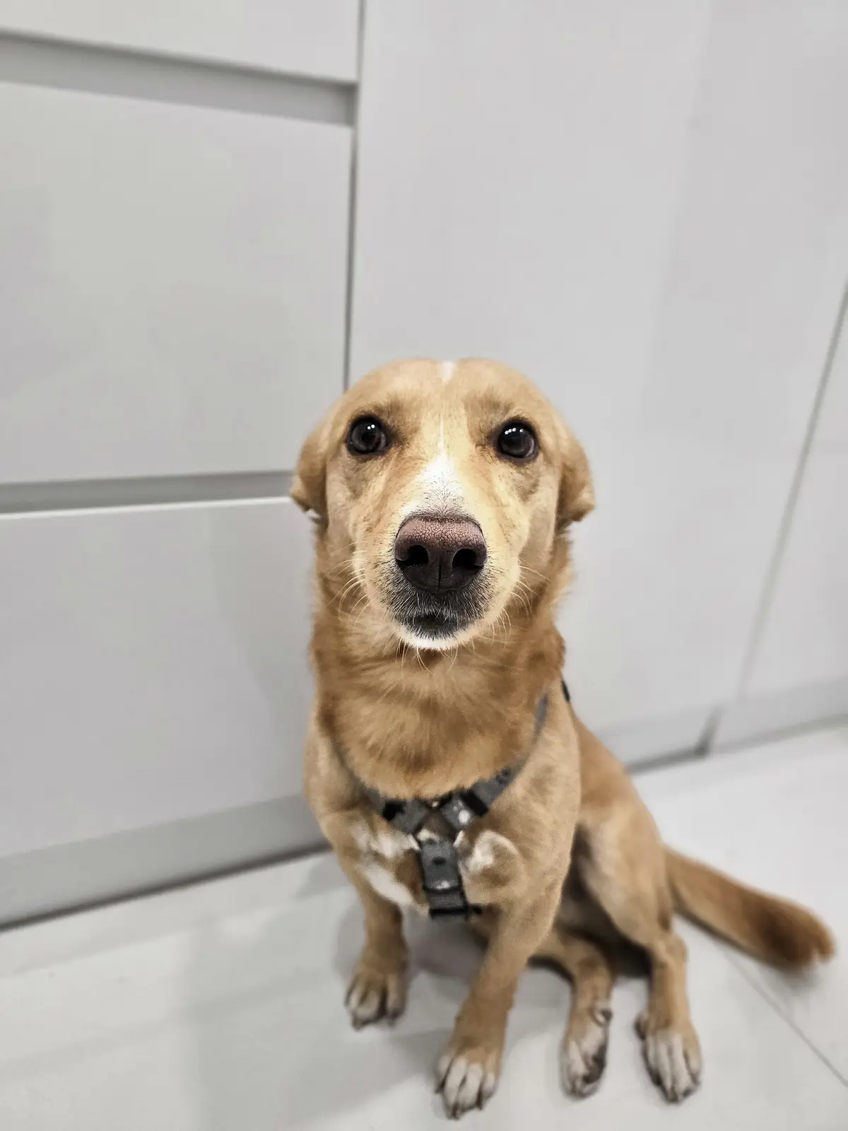 The Goodest Boy: A Tribute to Our Furry Friends